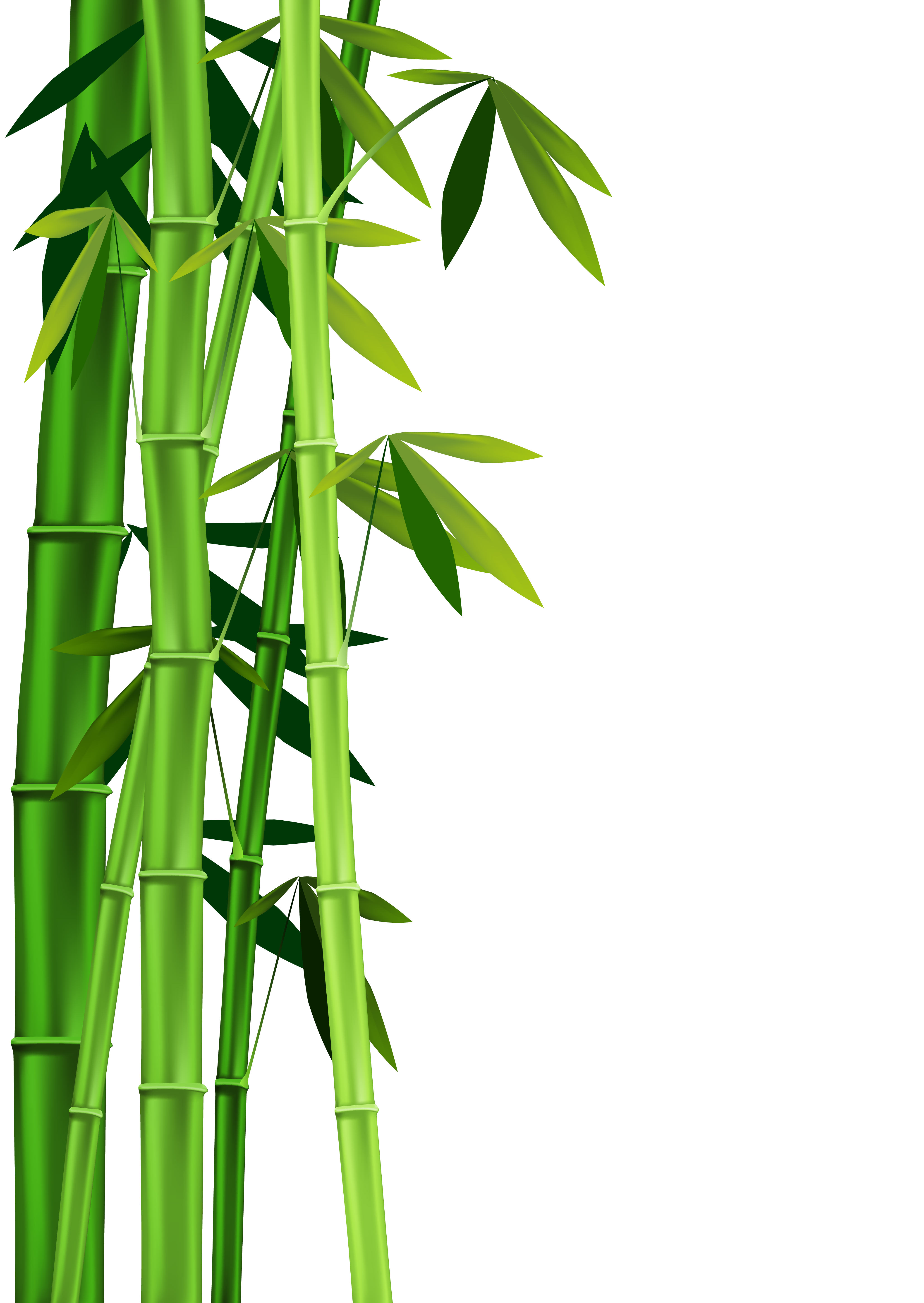 4082x5756 Collection Of Free Baboo Clipart Single Sugarcane Plant Download