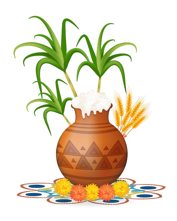 600x750 happy pongal greeting card holiday india festival of harvesting