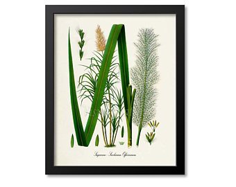 340x270 Sugarcane Etsy