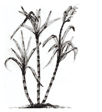 400x440 Sugarcane Png