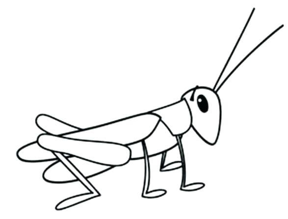 587x447 Grasshopper Drawing For Kids