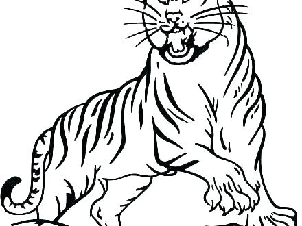 440x330 Drawings Of Tigers Full Size Of Coloring Pages Online