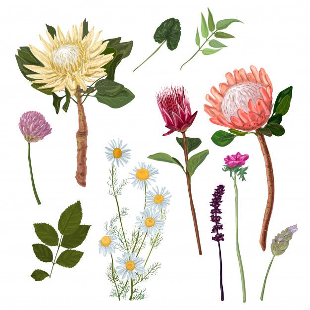626x626 Protea And Others Flowers Premium Vector Foliage, Flower, Floral