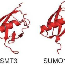 251x251 Structure Of Ubiquitin And Sumo Proteins Ribbon Drawing