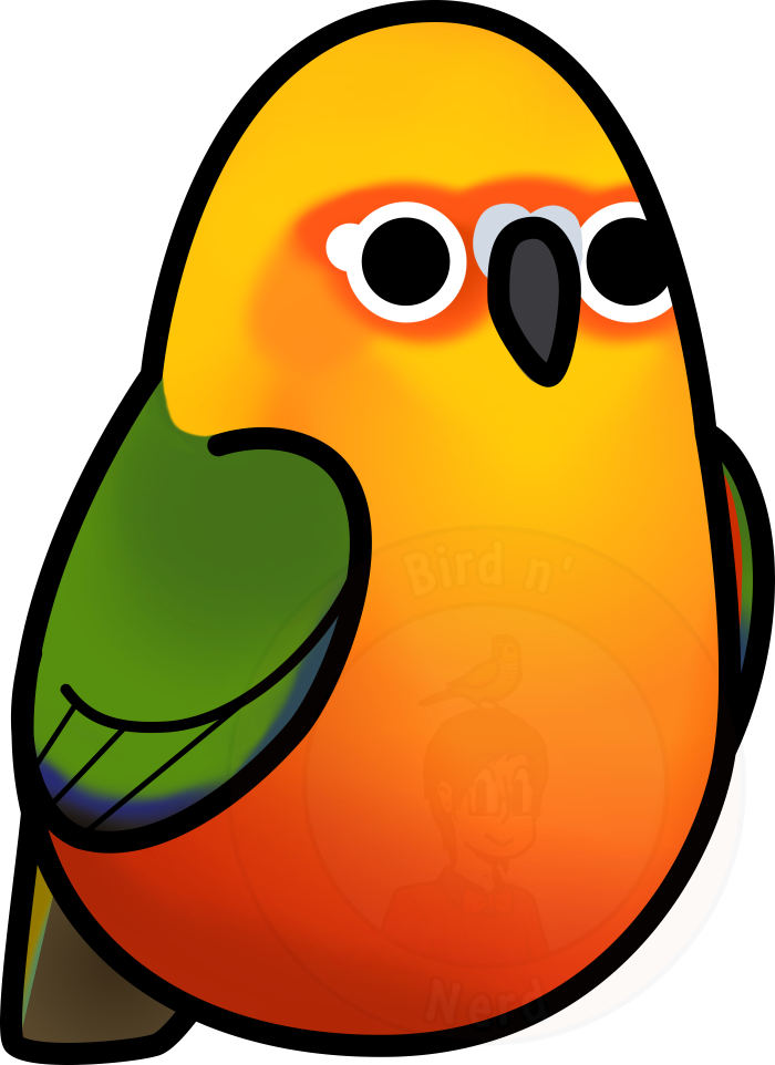 700x962 budgie drawing conure transparent png clipart free download