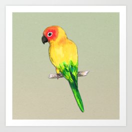 264x264 Conure Art Prints