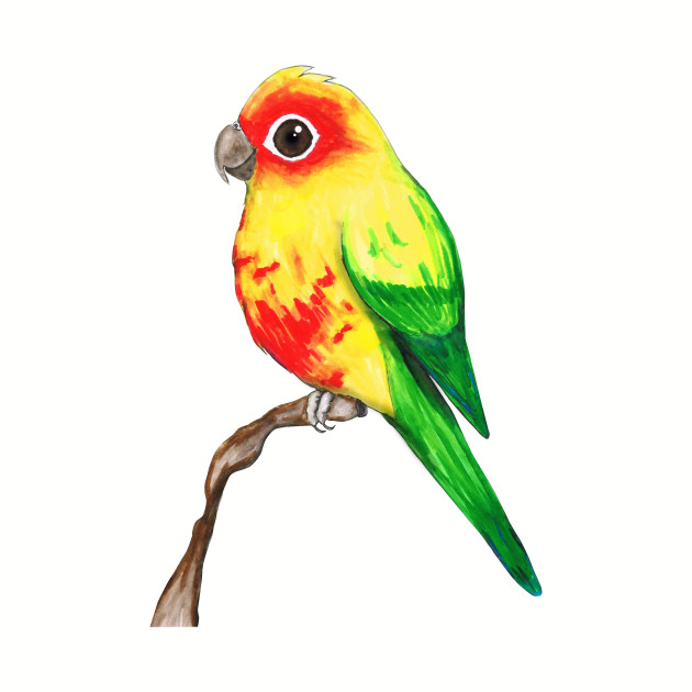 630x630 Cute Sun Conure