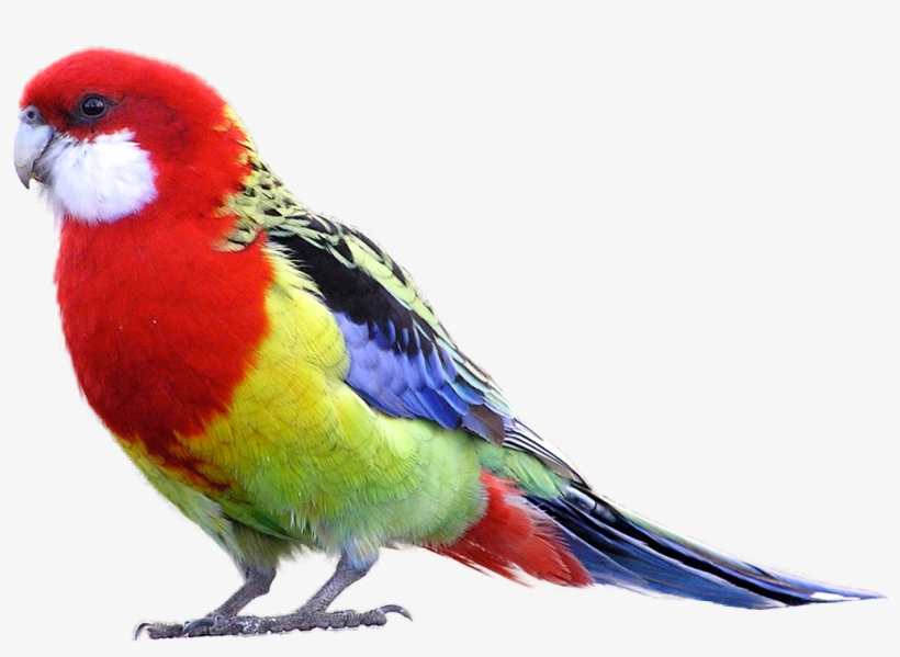 820x599 Parrot Sun Conure Png