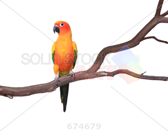 340x265 Stock Photo Of Sun Conure Parrot On A Tree Branch Isolated
