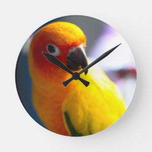 307x307 Sun Conure Art Wall Zazzle