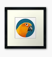 210x230 Sun Conure Drawing Framed Prints Redbubble