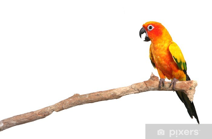 700x458 Sun Conure Parrot Screaming On A Branch Wall Mural