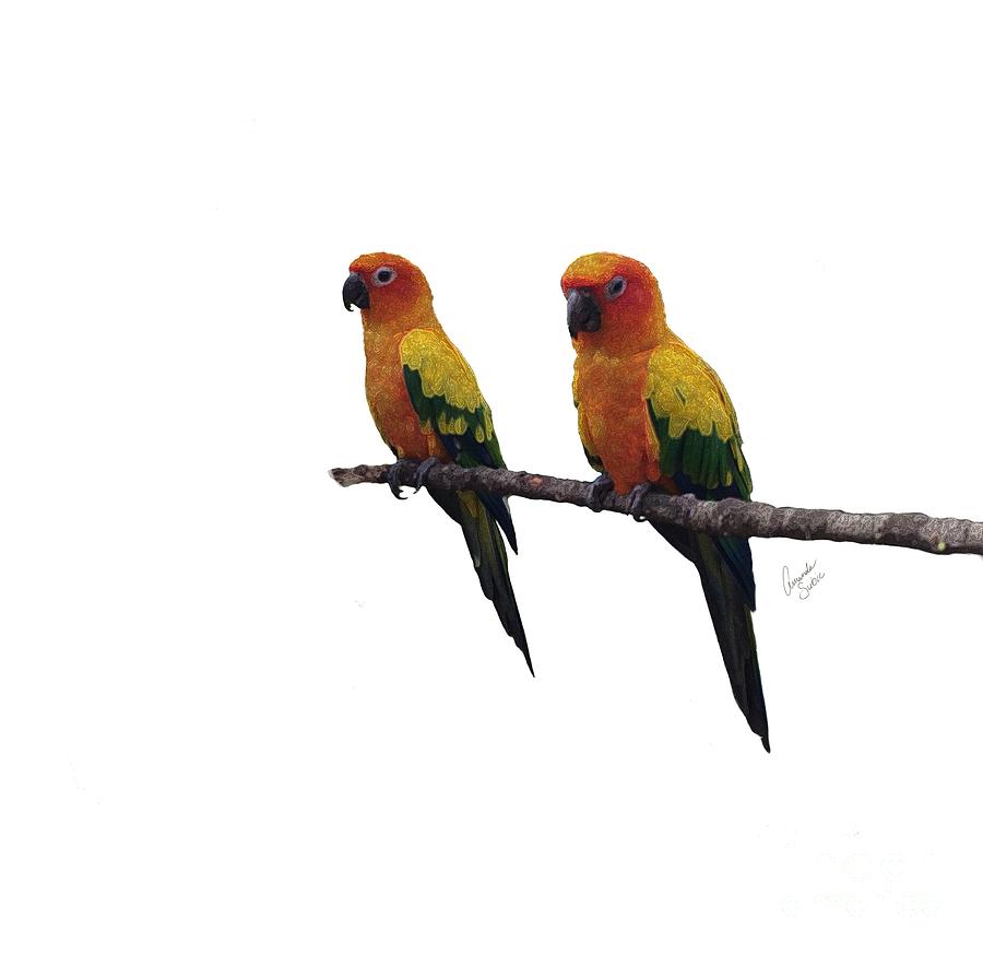 900x874 sun conures digital art