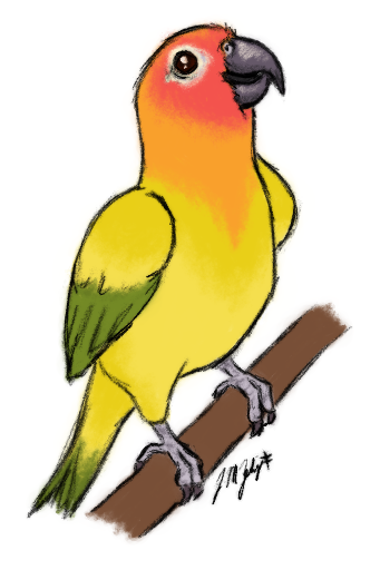 341x512 Sun Conure Sketch