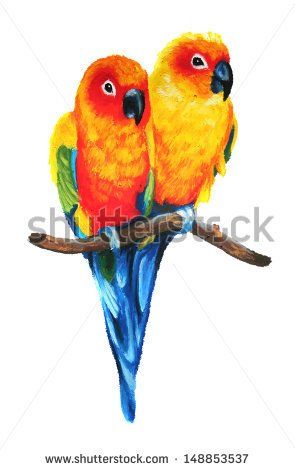 295x470 Cute Sun Conure Or Sun Parakeets Isolated On White Background