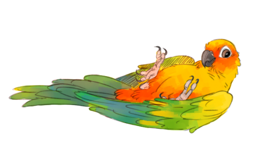 500x288 Draw Bird Sun Conure Birds Are Tough To Draw!!!!!!! Alopias