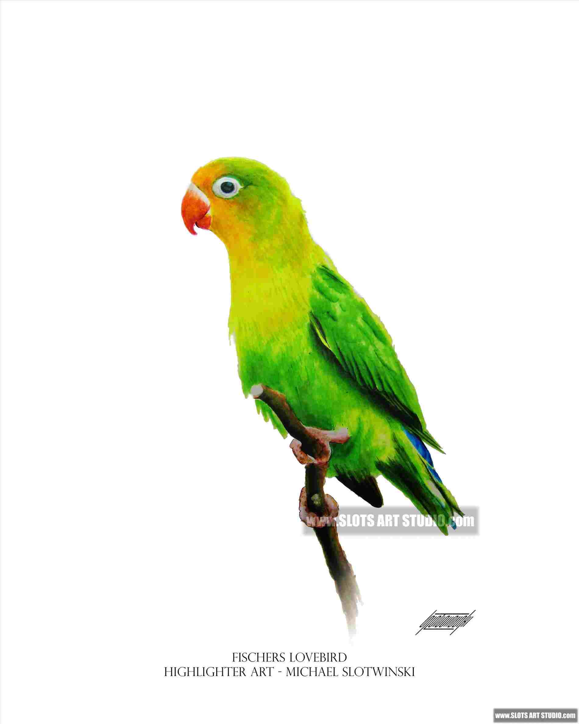 1900x2375 Simple Colored Pencils Sun Conure Rhcom Parrot Drawing