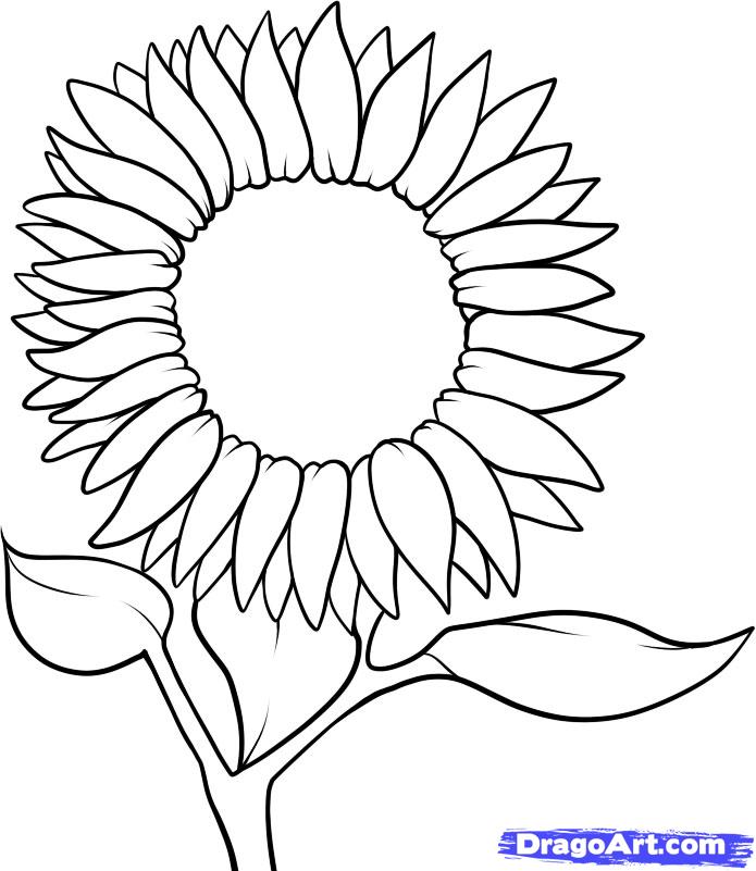 695x801 Sun Flower Drawing