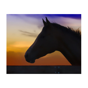 300x300 Silhouette Of A Horse At Sunset Photograph