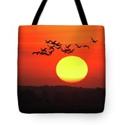 180x180 Cranes In The Sundown Drawing