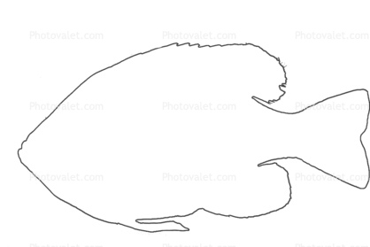 418x279 send postcard bluegill sunfish outline