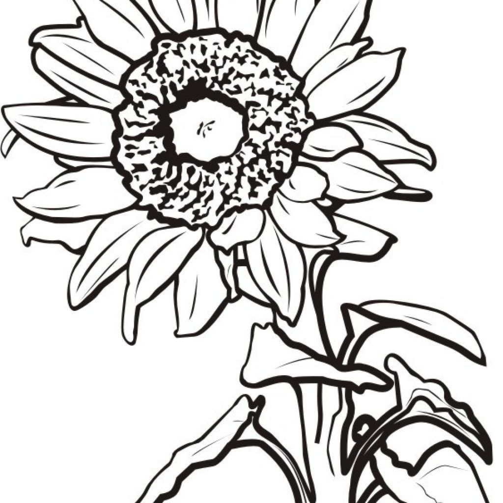 1024x1024 Sunflower Clipart Black And White Rainbow Clipart House Clipart