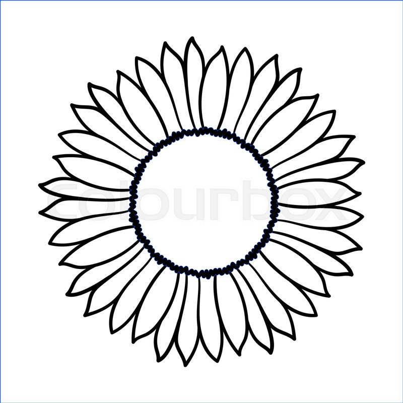800x800 Vector Doodle Sunflower Illustration Stock Vector Colourbox