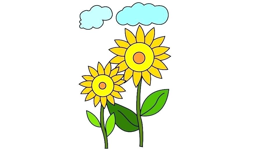 900x520 Easy To Draw Sunflower Zupa