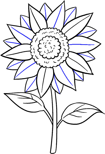 402x589 How To Draw Sunflower