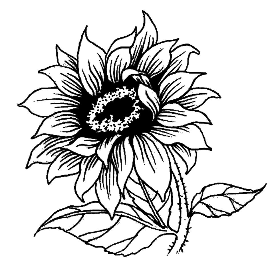 960x960 small sunflower drawing and small sunflower drawing sunflower