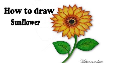 471x250 Sunflower Drawing Colour Instructions Sketch Simple Cartoon Images