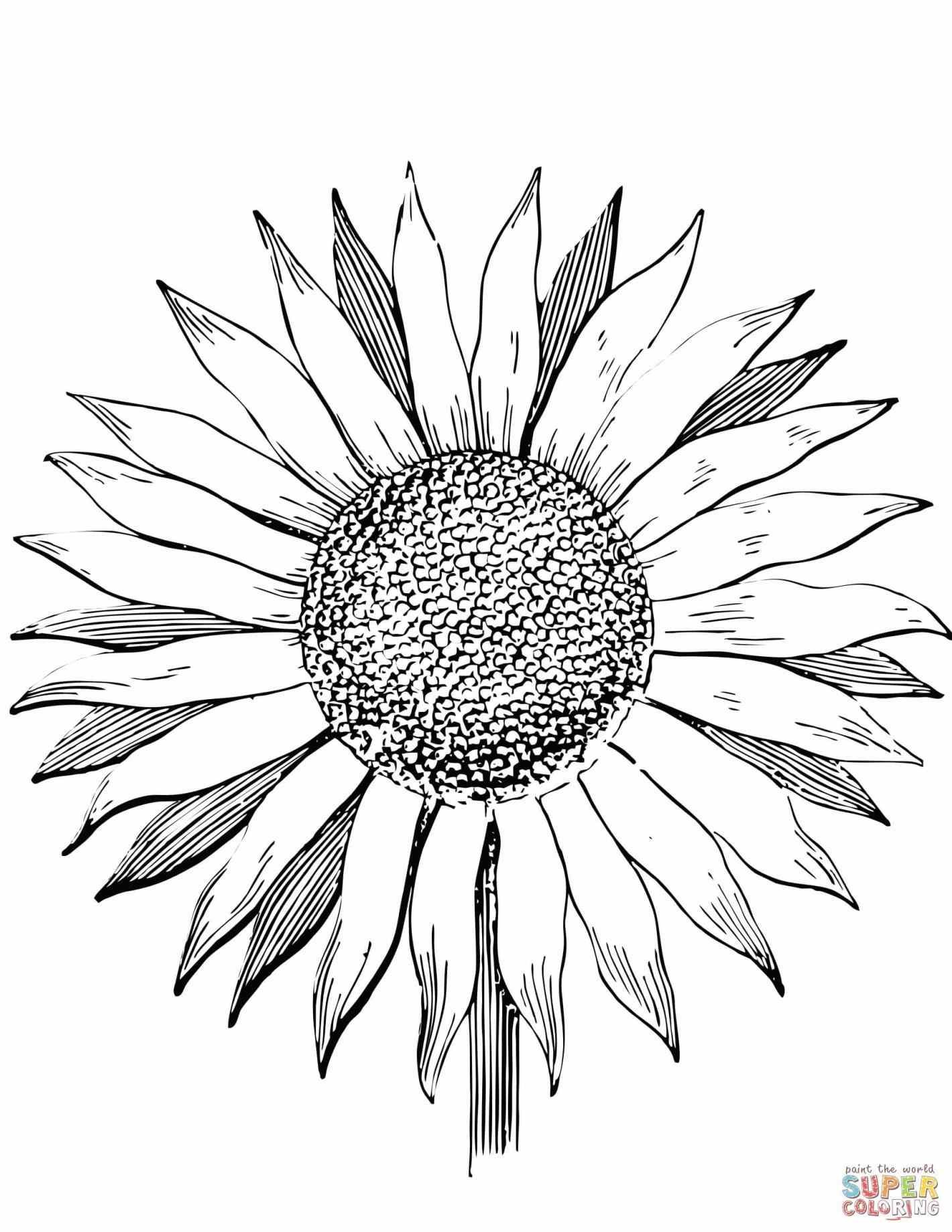 1420x1838 Sunflower Drawings Best Sunflower Drawing Template At Getdrawings