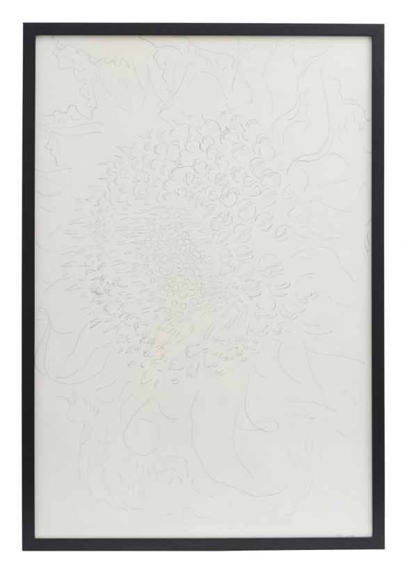 585x826 Vintage Sunflower Drawing