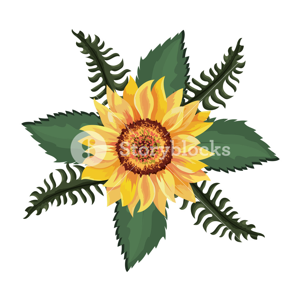 1000x1000 Beautiful Sunflower Drawing Isolated Vector Illustration Graphic