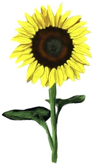 313x550 Sunflower Drawing For Kids Fivegoodthings Club
