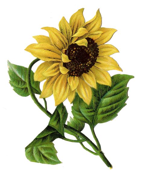 474x573 Cool Graphics Sunflower Images, Sunflower
