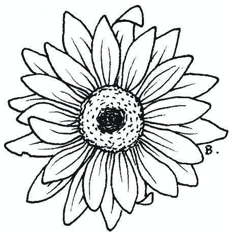 462x462 simple sunflower drawing how to draw a sunflower simple sunflower