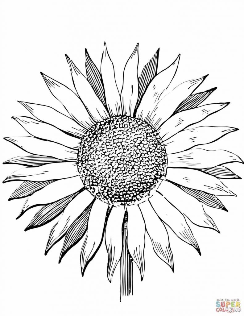 Sunflower Drawing Color | Free download on ClipArtMag