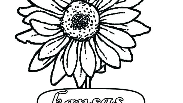 585x329 Sunflower Pictures To Color Sunflower Water Color Drawing