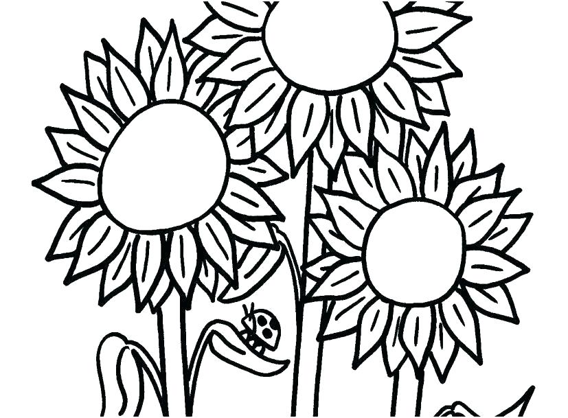 827x609 Sunflower Printable Image Free Printable Sunflower Paper