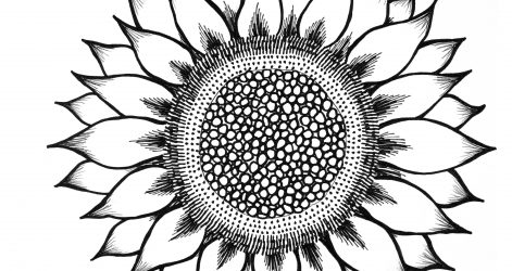 471x250 Simple Sunflower Drawing Step