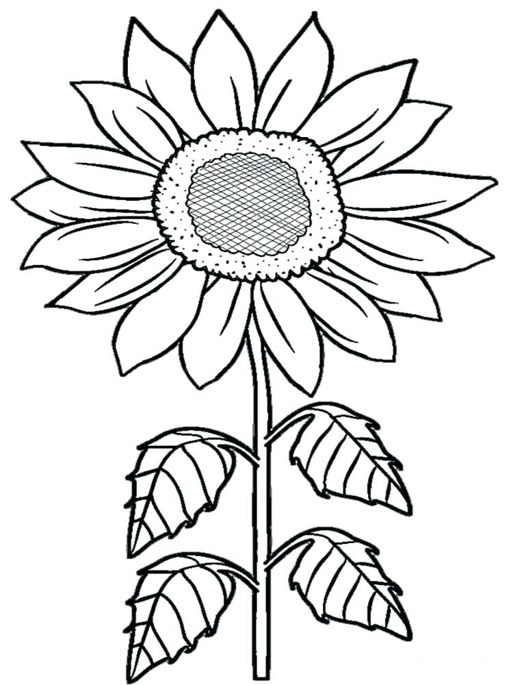 750x1000 Sunflower Coloring Book Pages Sunflowers Sunny