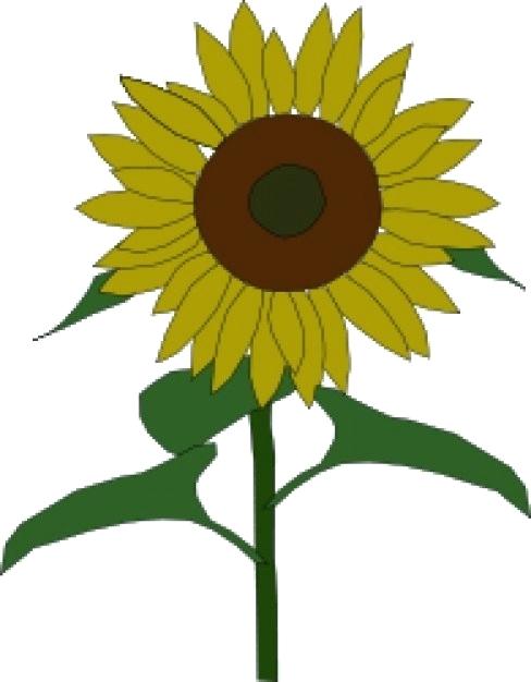 488x626 Sunflower Picture Drawing Sunflower Drawing Architectures Synonym