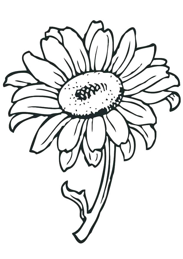 620x875 Sunflower Template Preschool Free Printable Flower Coloring Pages