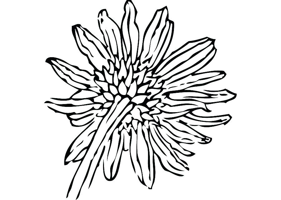900x640 drawings of sunflowers sunflowers drawing simple