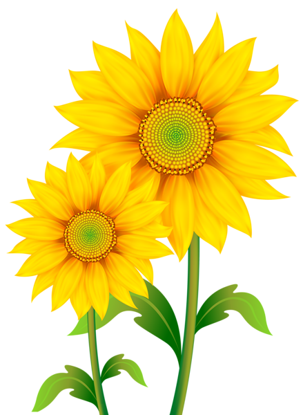 439x600 Drawing Sunflowers Bouquet Transparent Png Clipart Free Download