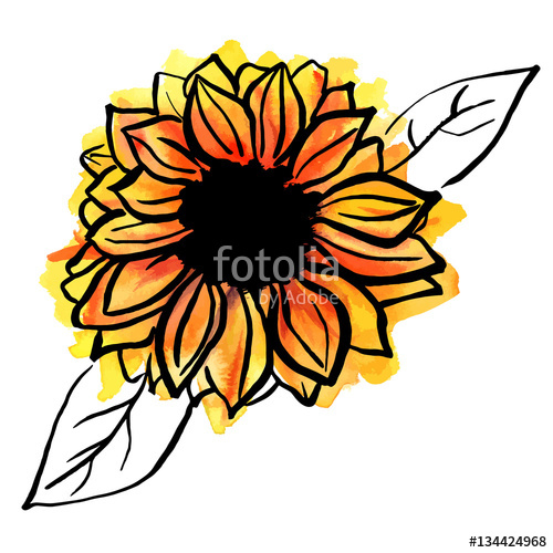 500x500 Freehand Vector And Watercolor Drawing Of Yellow Sunflower Stock