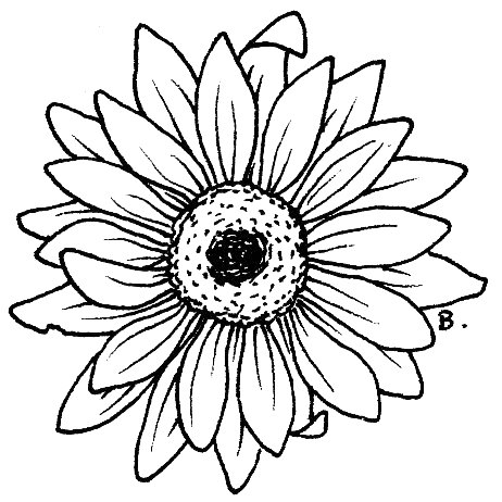 462x462 Gerbera Drawing Sunflower