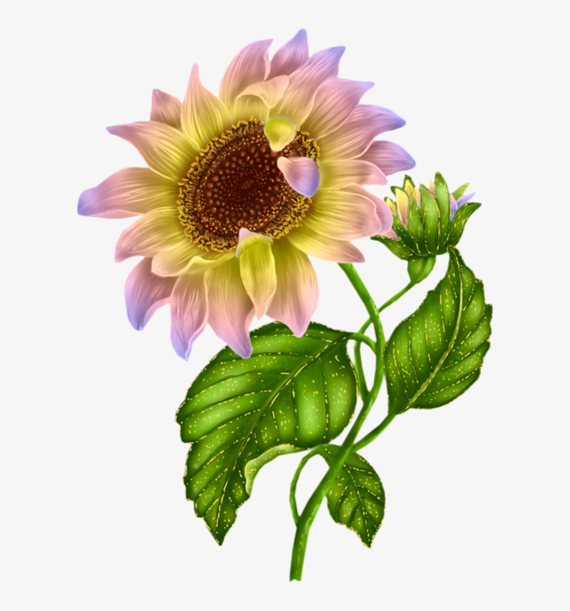 820x879 New Sunflower Clipart Black And White Hd Images