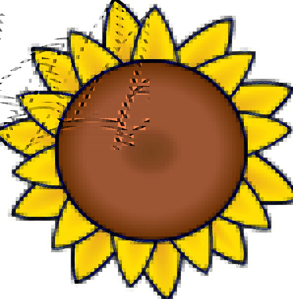 596x607 sunflower, drawing, sketch, petals, blooming, summer, straw hat